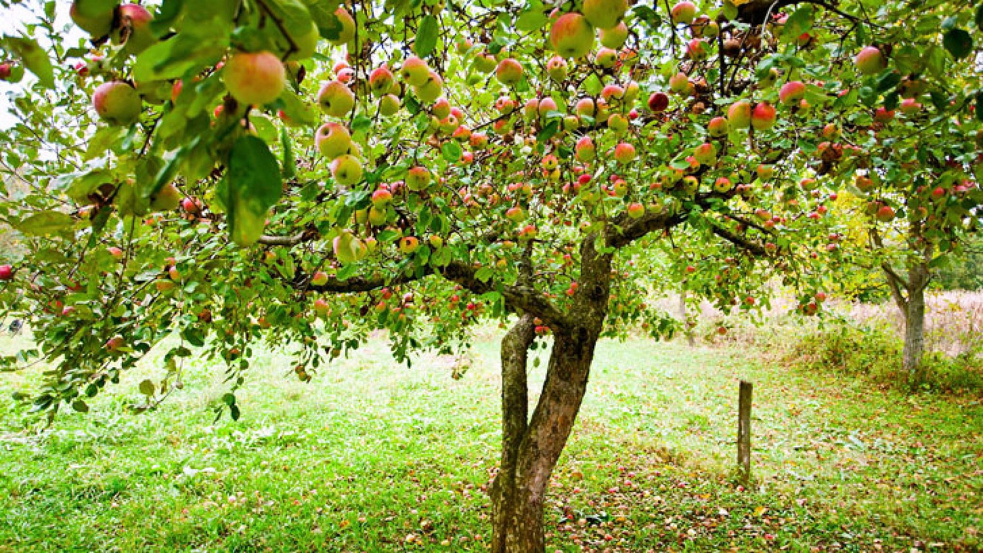 פרי תפוח העץ מטהר את הגוף בעיקר כאשר אוכלים אותו בארוחת הבוקר | צלם: א.ס.א.פ קריאייטיב | Catalin Petolea, shutterstock