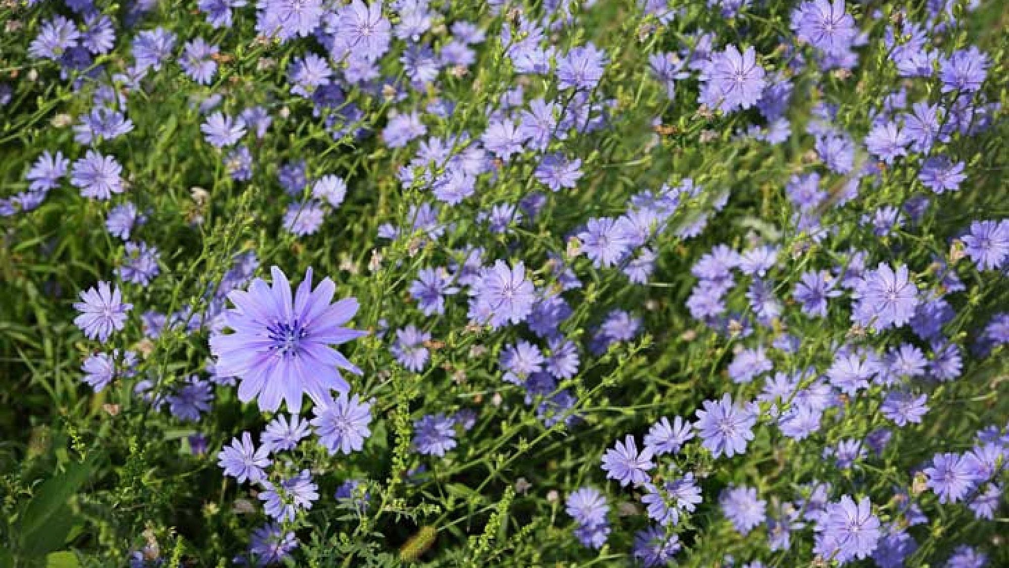 העולש הוא צמח של הכבד ושל כיס המרה, המאחסנים רגשות של כעס, של התלבטויות ושל מרירות | צלם: א.ס.א.פ קריאייטיב | Le Do , shutterstock העולש הוא צמח של הכבד ושל כיס המרה, המאחסנים רגשות של כעס, של התלבטויות ושל מרירות | צלם: א.ס.א.פ קריאייטיב | Le Do , shutterstock