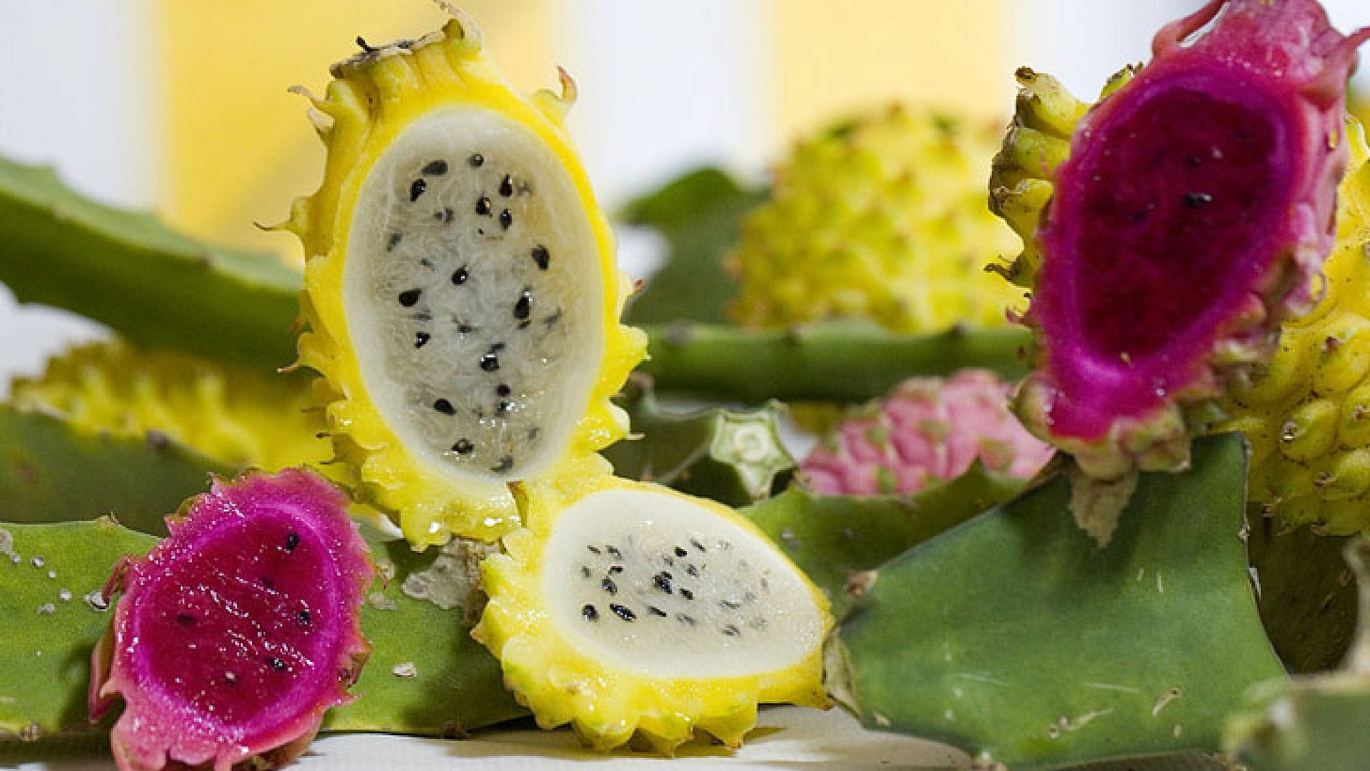 פיטאיה פתוח | צלם: בועז לביא פיטאיה פתוח | צלם: בועז לביא