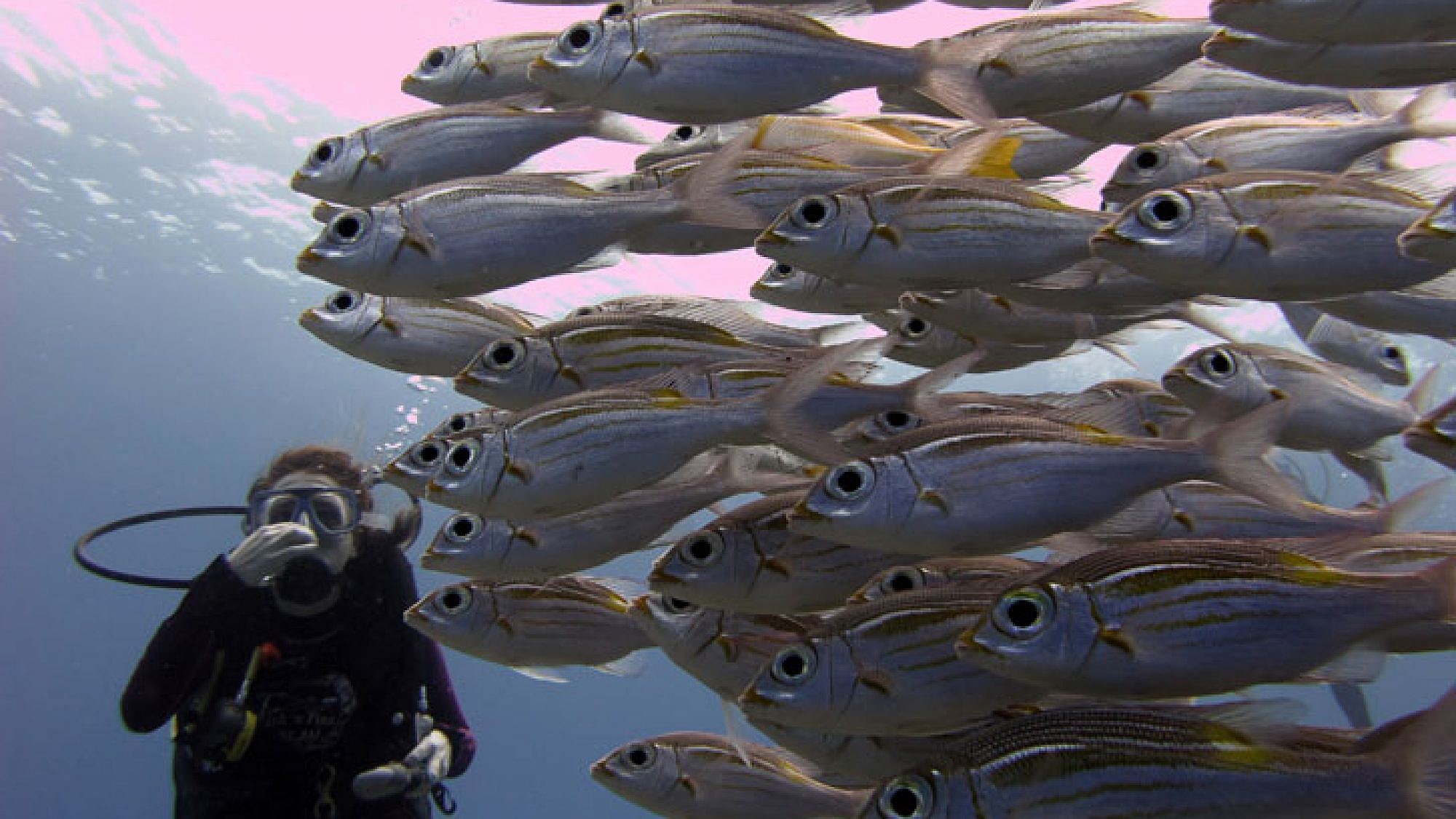 על פני הצוללים חולפים דגים ממינים רבים, לעתים בודדים ולעתים בלהקות גדולות | צלם: אורי רוזנברג