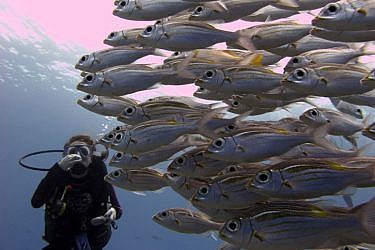 על פני הצוללים חולפים דגים ממינים רבים, לעתים בודדים ולעתים בלהקות גדולות | צלם: אורי רוזנברג