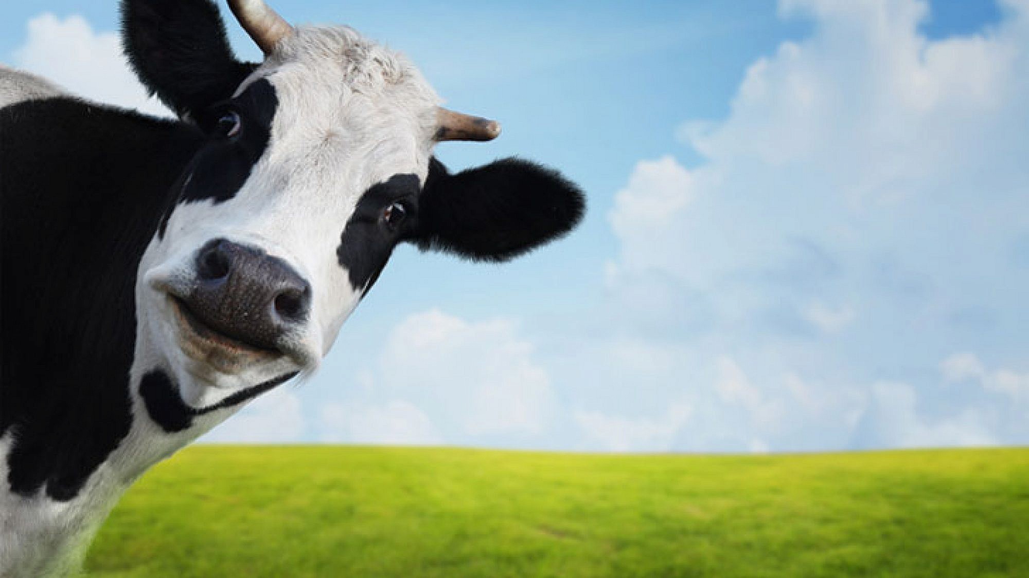 צלם: א.ס.א.פ קריאייטיב | Dudarev Mikhail, shutterstock צלם: א.ס.א.פ קריאייטיב | Dudarev Mikhail, shutterstock