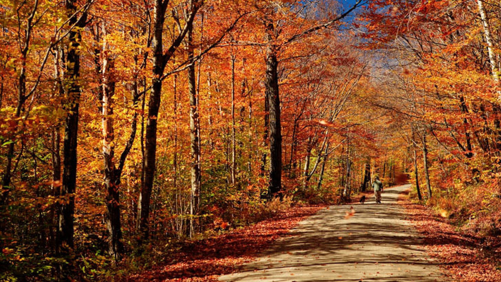 אין כמו ורמונט  בסתיו | צלם: א.ס.א.פ קריאייטיב | B Brown , Shutterstock