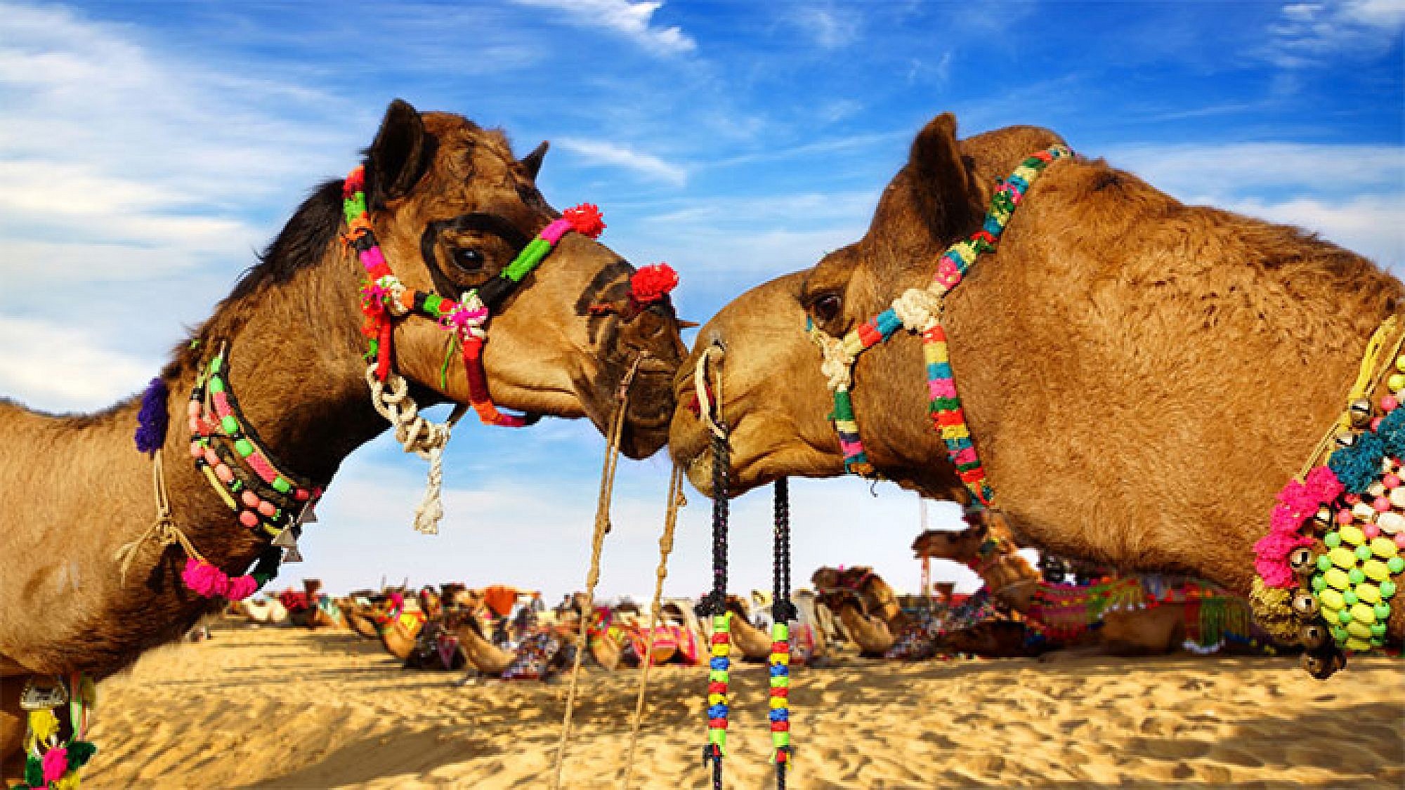 פסטיבל הגמלים בביקאנר. צילום: shutterstock