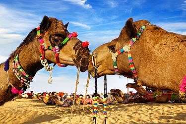 פסטיבל הגמלים בביקאנר. צילום: shutterstock