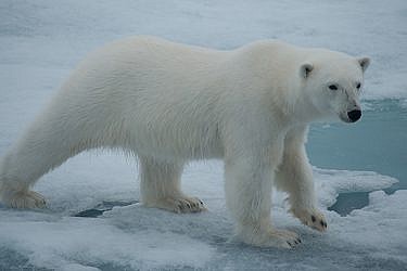הזדמנות לראות דוב |  צילום: Courtesy of the Gouvernor  of Svalbard and/or Oceanwide Expeditions, לא לשימוש חוזר