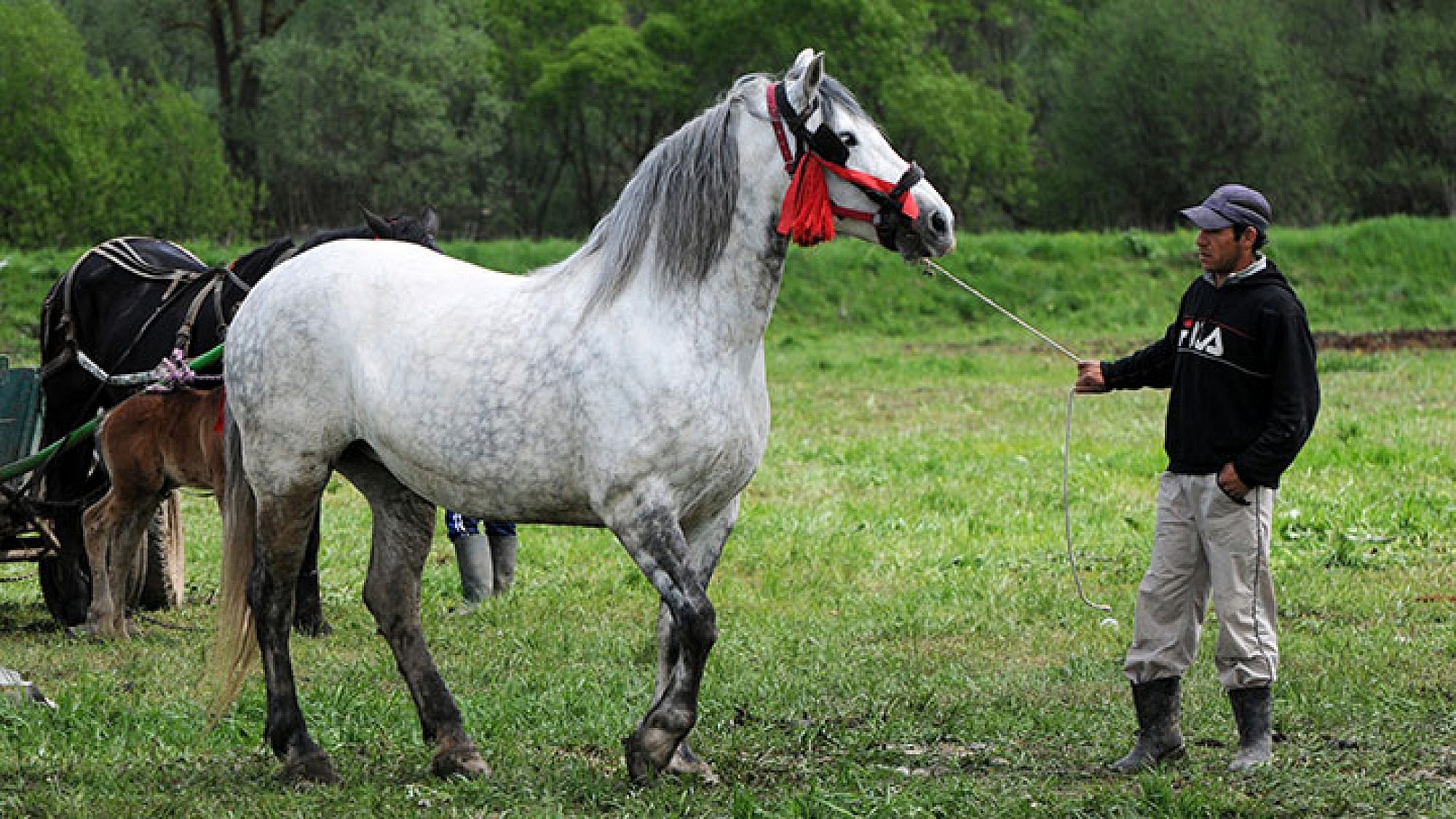 שוק הבהמות ליד הכפר ביירטן. צועני צעיר בוחן בקפידה סוס לבן שאותו הוא מעוניין לרכוש | צילום: איציק מרום