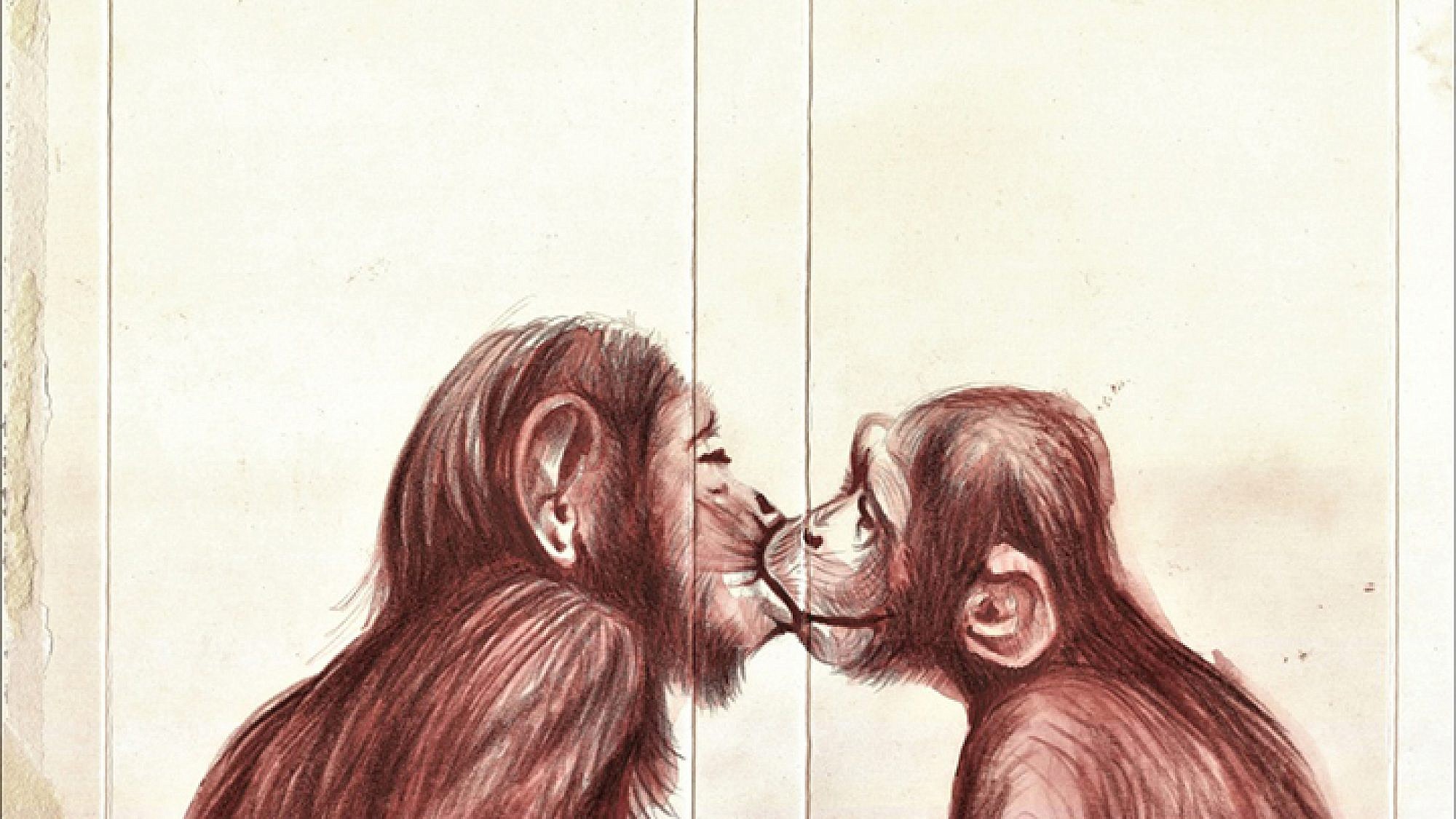 רומי שי, שימפנזים | צבע טרי