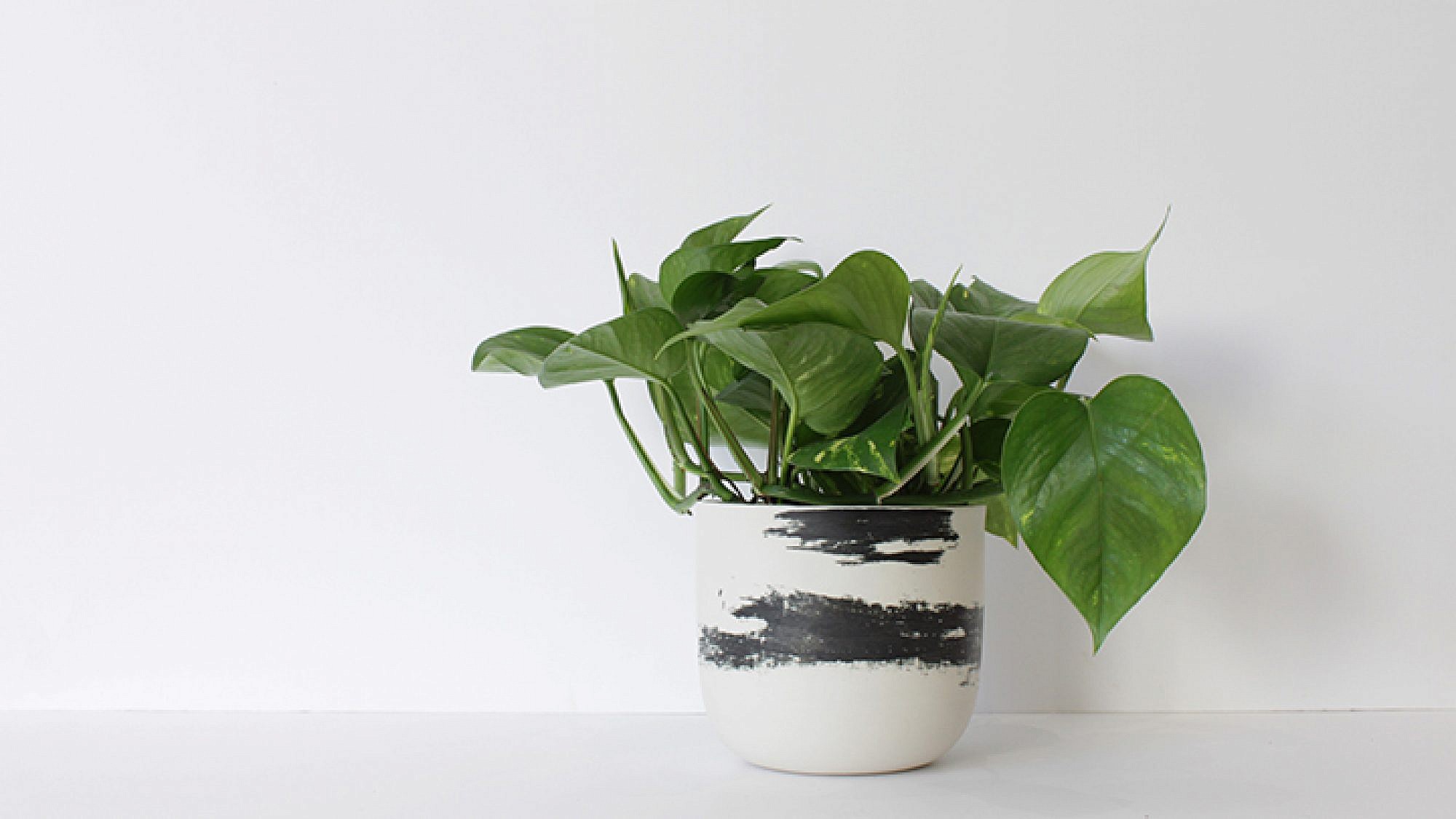 פוטוס זהוב, Devil's ivy, להשיג ב־We love plants | צילום: חן עטר