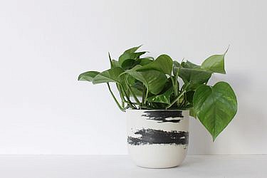 פוטוס זהוב, Devil's ivy, להשיג ב־We love plants | צילום: חן עטר