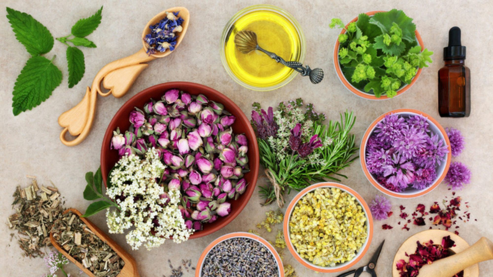 צמחי מרפא שכדאי להכיר | צילום: Shutterstock