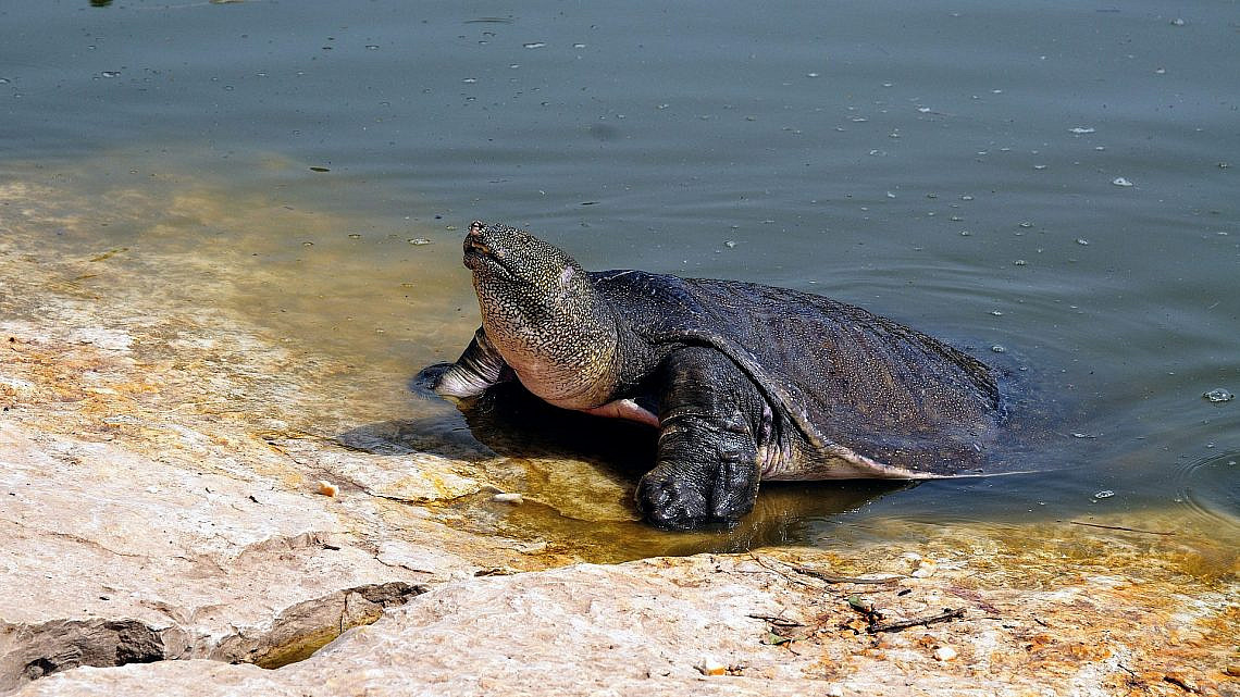 תמיד בא בטוב לכולם. טיול בנחל אלכסנדר | צילום: shutterstock