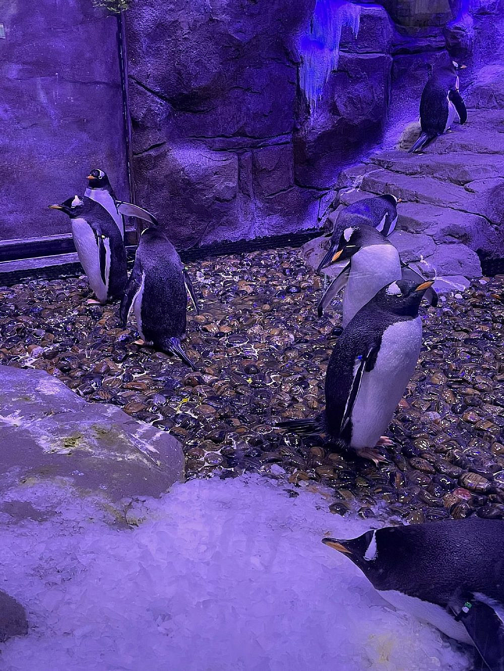 פינגוינים בקניון דובאי | צילום: רעות ברנע