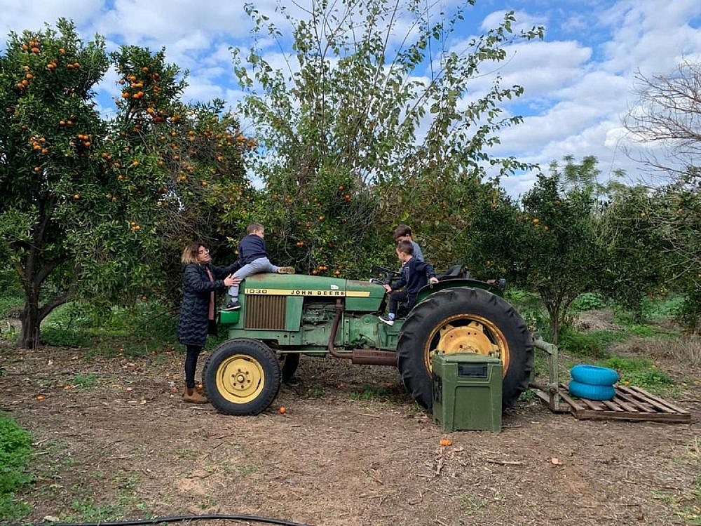 קטיף קלמנטינות | צילום: אילון צ׳ודנובסקי