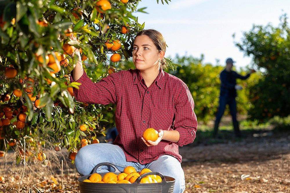 המון חקלאים צריכים עוד ידיים עובדות | צילום: Shutterstock