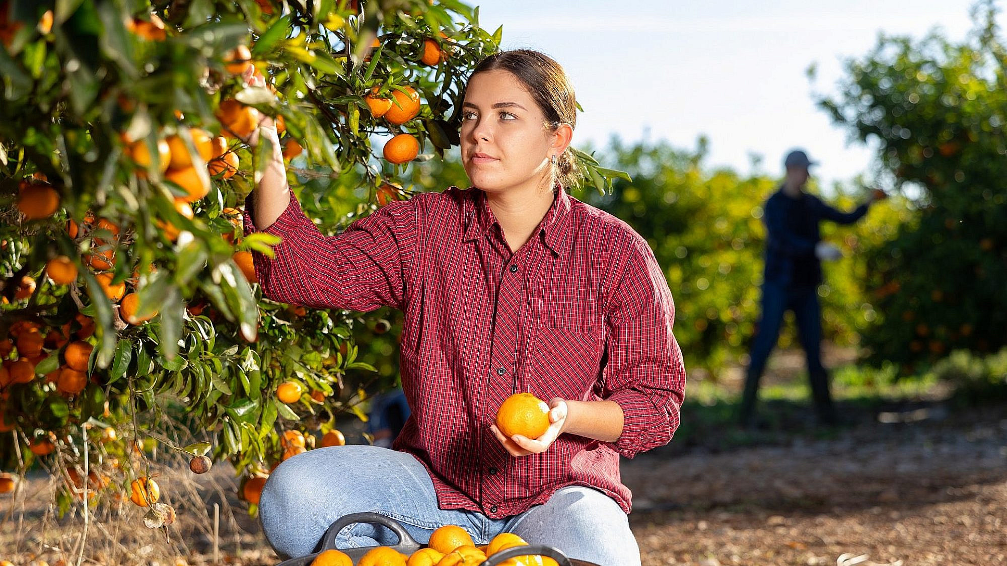 המון חקלאים צריכים עוד ידיים עובדות | צילום: Shutterstock