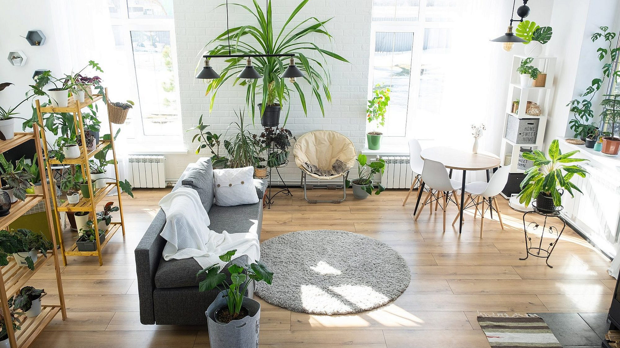 דירה עם הרבה עציצים | צילום: Gettyimages דירה עם הרבה עציצים | צילום: Gettyimages