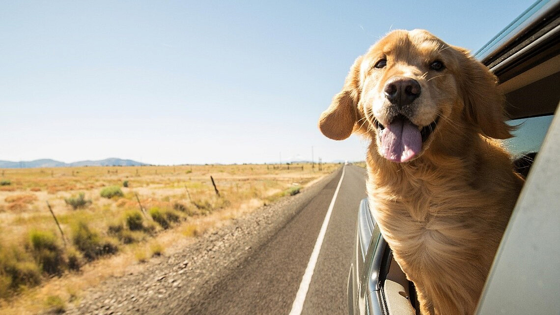 צילום: Shutterstock צילום: Shutterstock