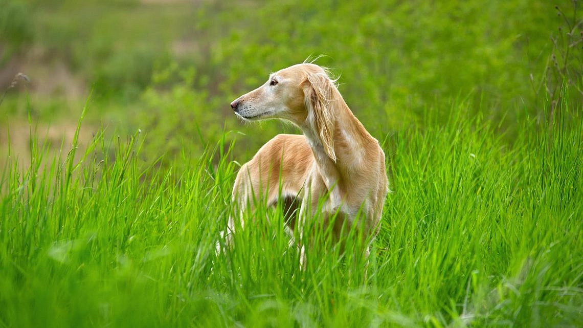 צילום: freepik צילום: freepik