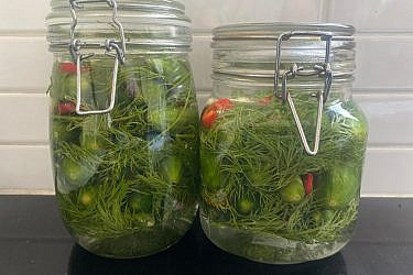 חמוצל'ה, מלפפונים חמוצים ביתיים | צילום: שרין לוי מינץ (בהשראת המתכון של אביה, שי לוי)