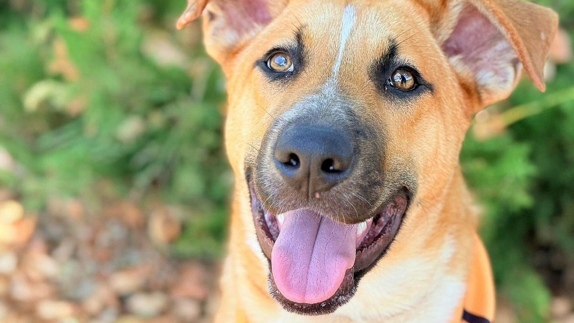 עם כלביה. בוני, בן 9 חודשים מהרצליה, זקוק לבית חם ואוהב | צילום: באדיבות הכלביה בהרצליה