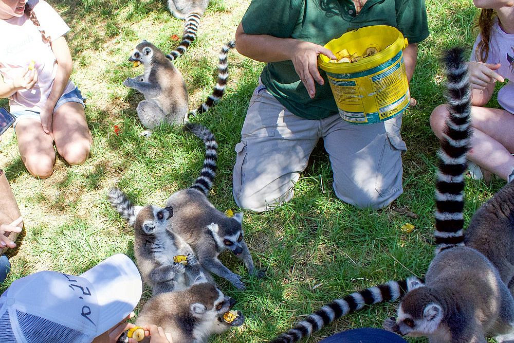 גן החיות התנ&quot;כי | צילום שמשון ביריג